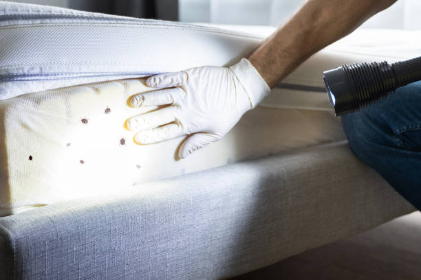 Best Wasp Removal Services  in Warrensburg, IL