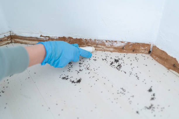 Best Rat Extermination Near Me  in Warrensburg, IL